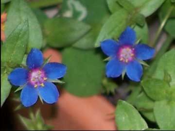 piccolo fiore - Anagallis arvensis